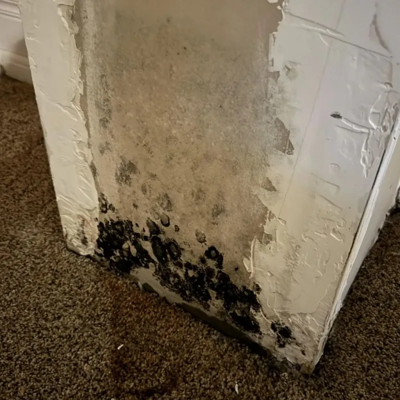 Professional Mold Removal in Houston County, TX
